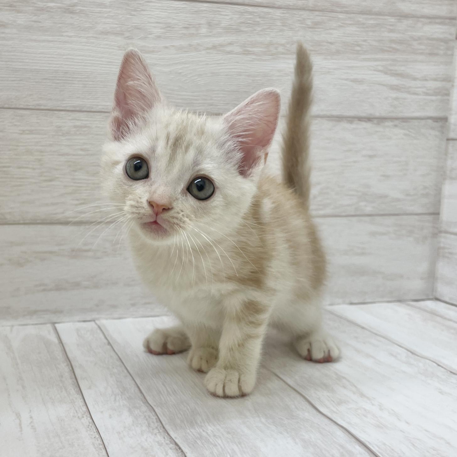 東京都のアメリカンショートヘアー (ペピカファミリー水元店/2025年9月4日生まれ/女の子/クリームタビー)の子猫の3枚目の画像
