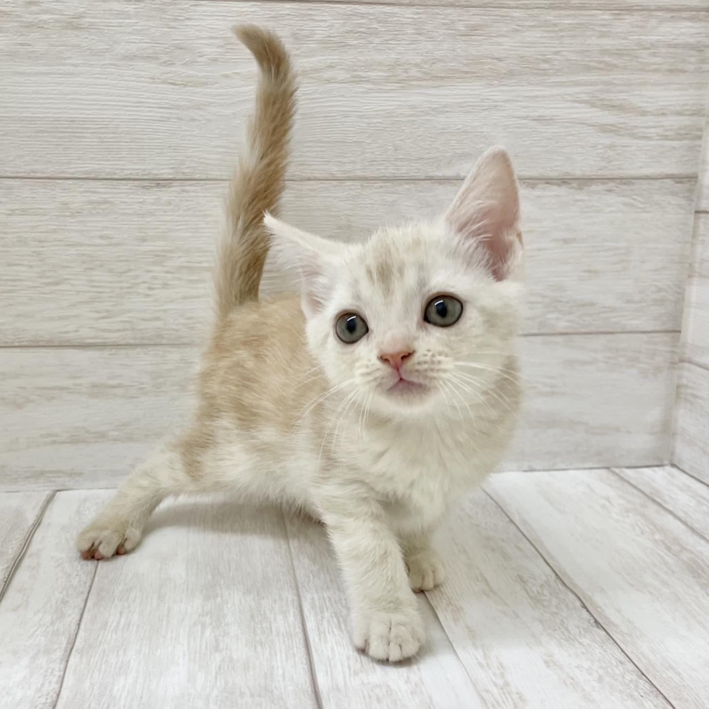 東京都のアメリカンショートヘアー (ペピカファミリー水元店/2025年9月4日生まれ/女の子/クリームタビー)の子猫の4枚目の画像