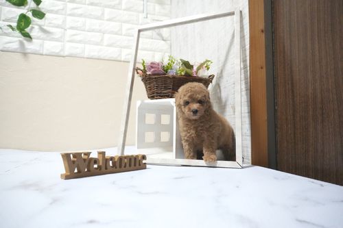 滋賀県のトイプードル(タイニー) (いっぷく湖南店/2025年10月16日生まれ/男の子/オレンジフォーン)の子犬の1枚目の画像