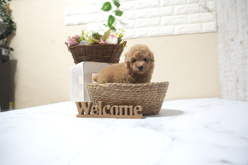 滋賀県のトイプードル(タイニー) (いっぷく湖南店/2025年10月16日生まれ/男の子/オレンジフォーン)の子犬の2枚目の画像