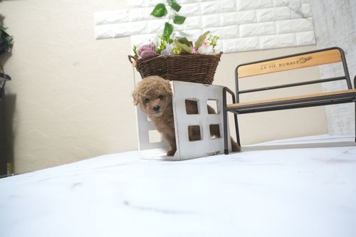 滋賀県のトイプードル(タイニー) (いっぷく湖南店/2025年10月16日生まれ/男の子/オレンジフォーン)の子犬の3枚目の画像