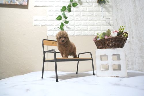 滋賀県のトイプードル(タイニー) (いっぷく湖南店/2025年10月16日生まれ/男の子/オレンジフォーン)の子犬の4枚目の画像