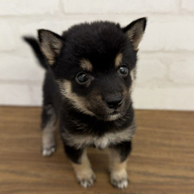 東京都の豆柴 (ペッツコンシェルMitteN府中店/2026年8月8日生まれ/男の子/黒)の子犬