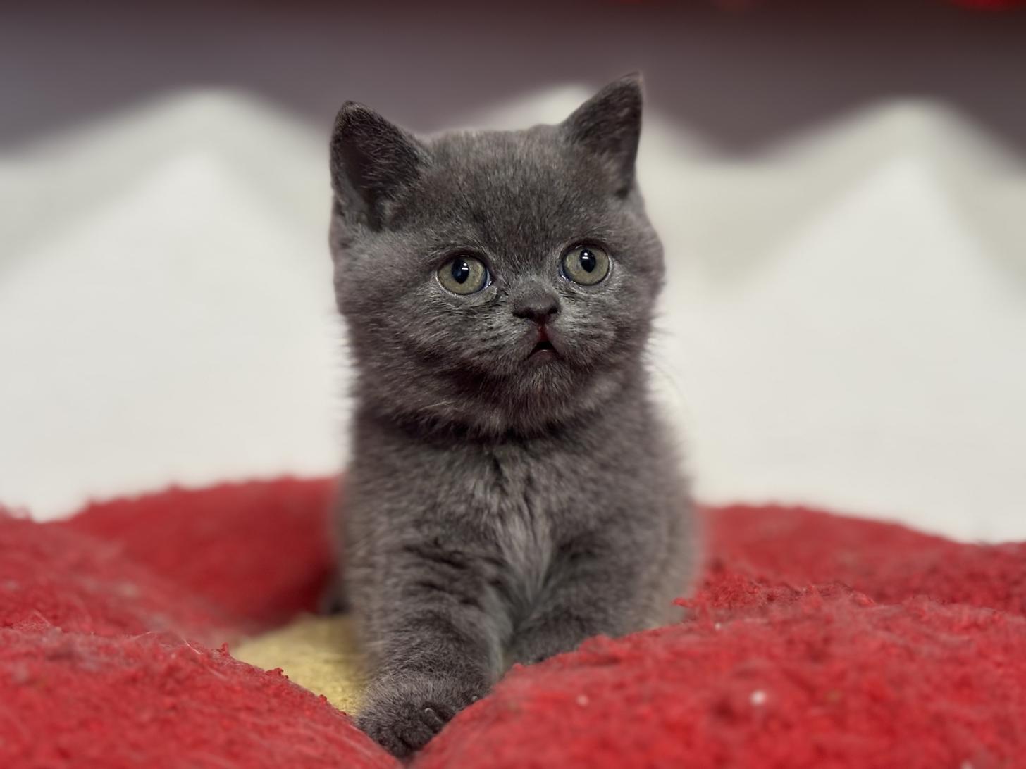 神奈川県のブリティッシュショートヘアー (Doggy Style 小田原店/2025年12月11日生まれ/女の子/ブルー)の子猫の1枚目の画像