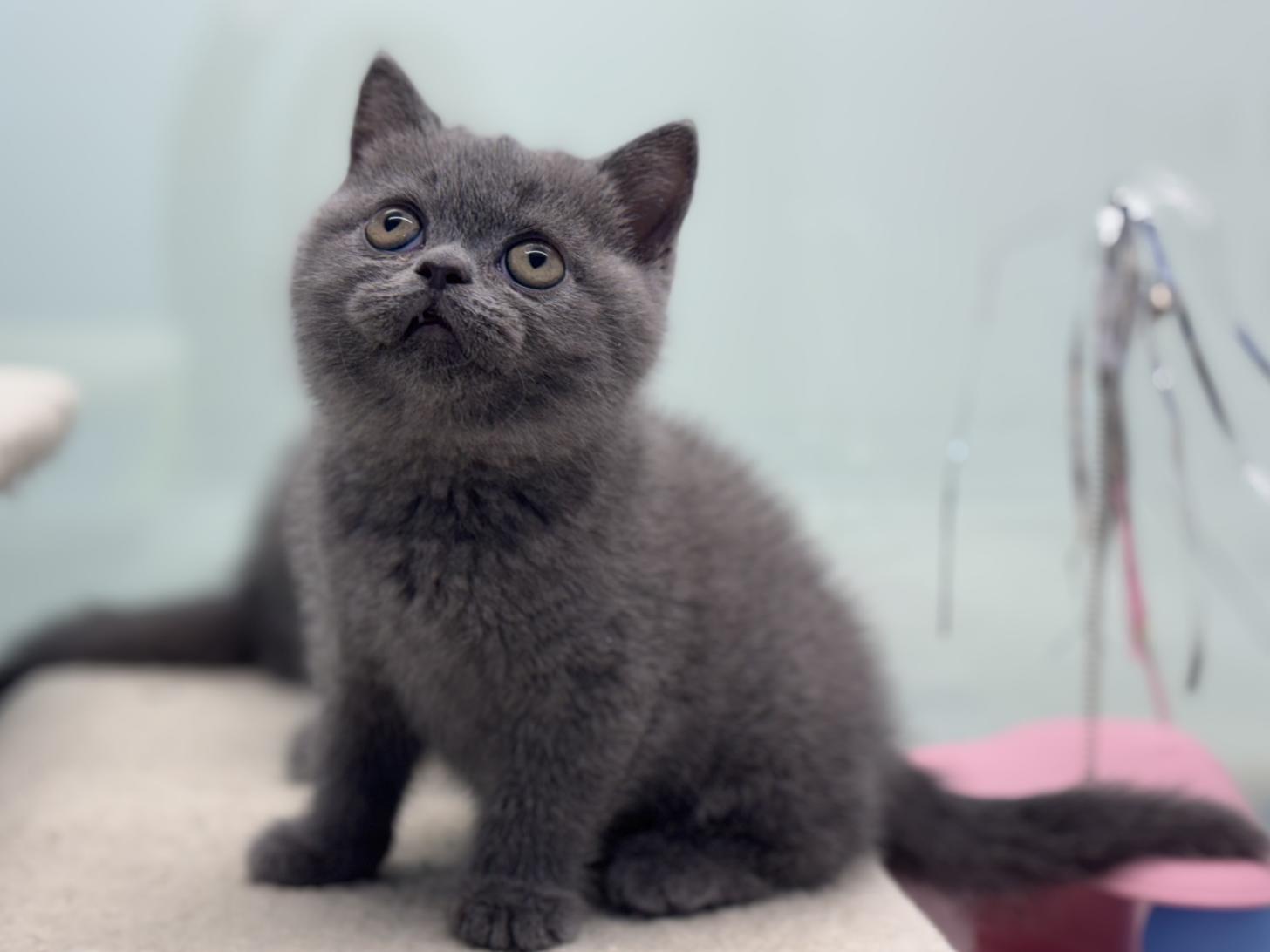 神奈川県のブリティッシュショートヘアー (Doggy Style 小田原店/2025年12月11日生まれ/女の子/ブルー)の子猫