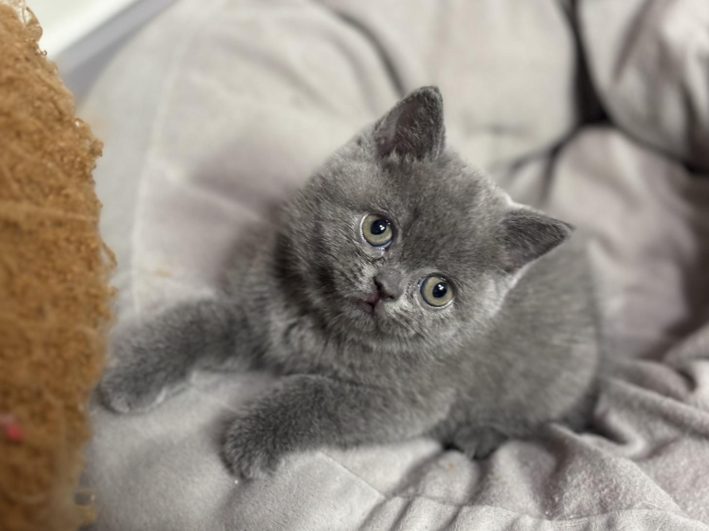 神奈川県のブリティッシュショートヘアー (Doggy Style 小田原店/2025年12月11日生まれ/女の子/ブルー)の子猫の2枚目の画像