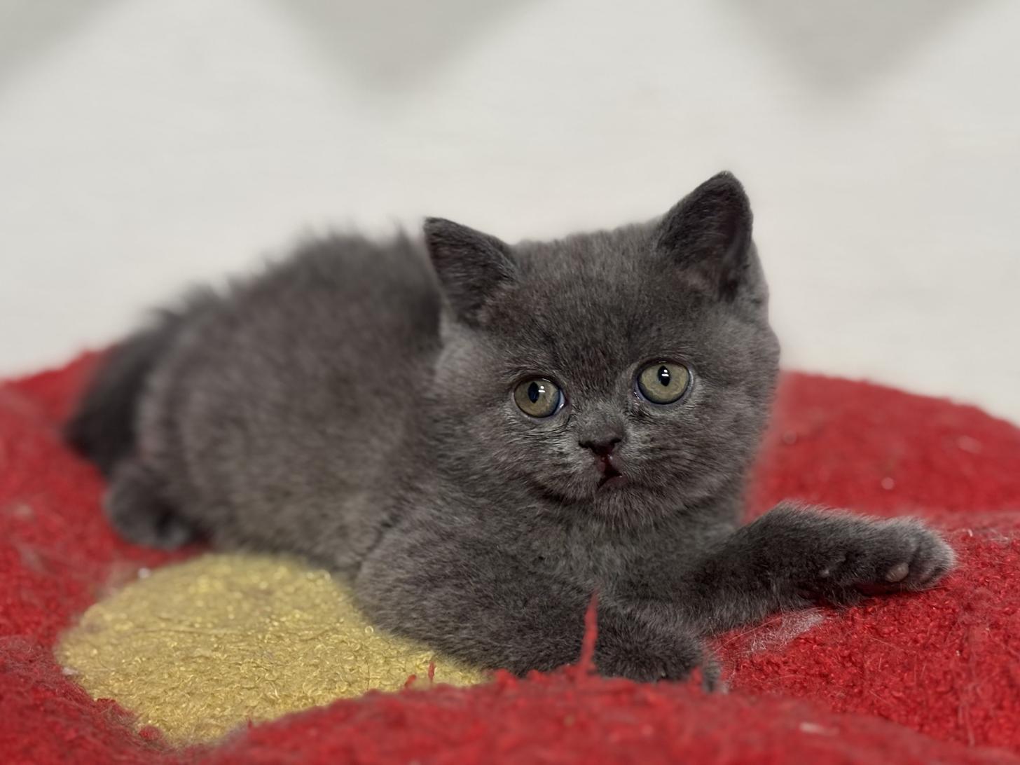 神奈川県のブリティッシュショートヘアー (Doggy Style 小田原店/2025年12月11日生まれ/女の子/ブルー)の子猫の3枚目の画像