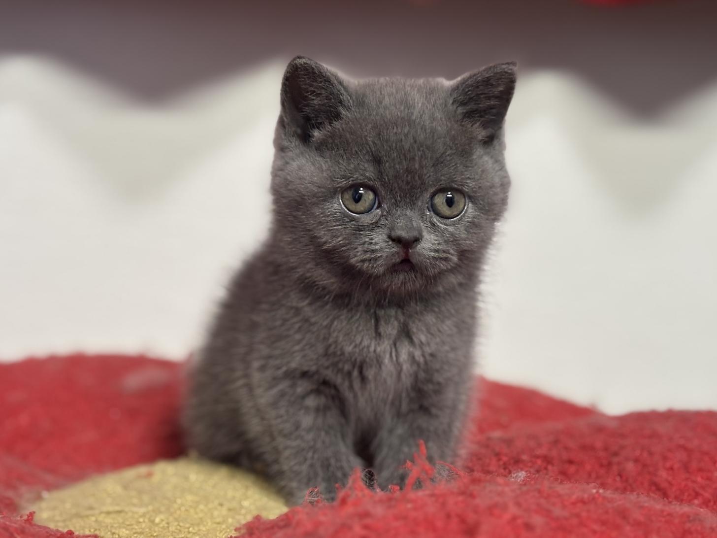 神奈川県のブリティッシュショートヘアー (Doggy Style 小田原店/2025年12月11日生まれ/女の子/ブルー)の子猫の4枚目の画像