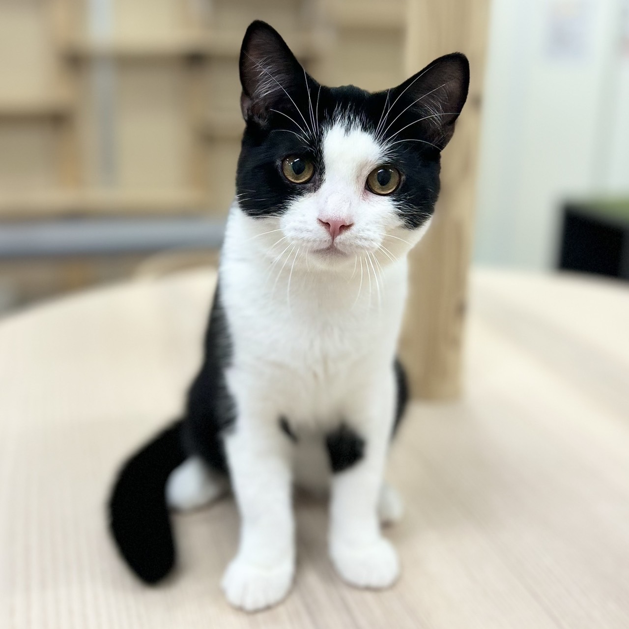 神奈川県のスコティッシュフォールド (にゃんこハウスPAW/2025年3月9日生まれ/男の子/ブラックホワイト)の子猫の1枚目の画像