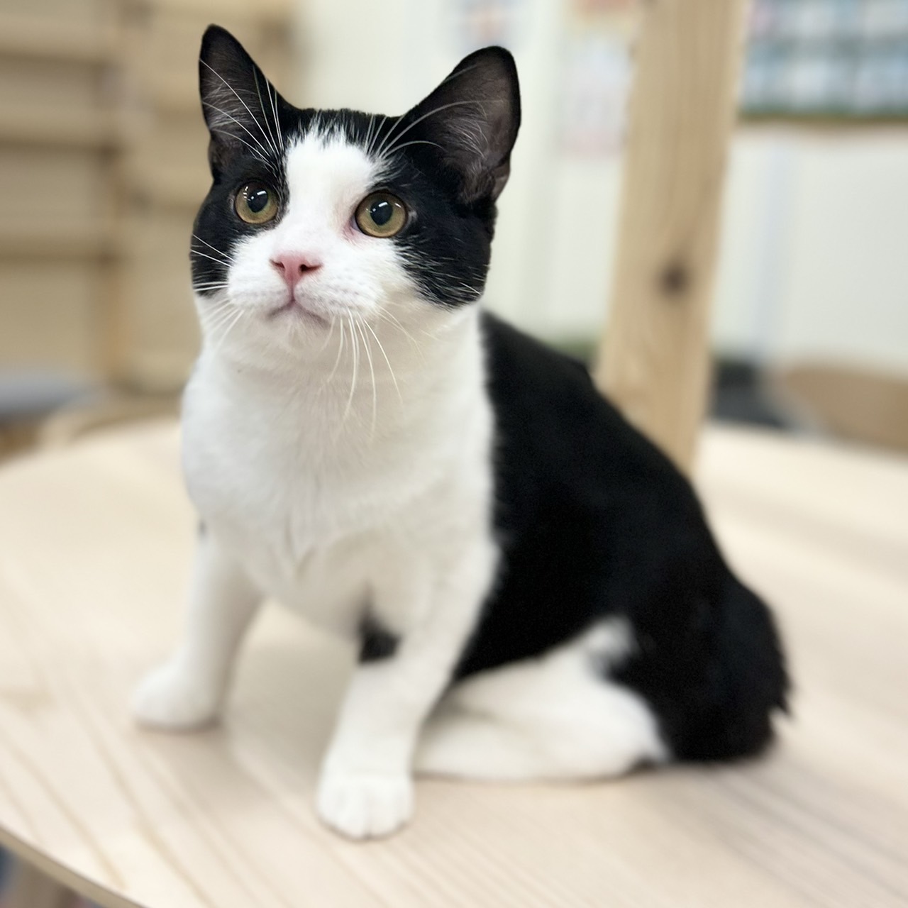 神奈川県のスコティッシュフォールド (にゃんこハウスPAW/2025年3月9日生まれ/男の子/ブラックホワイト)の子猫の2枚目の画像