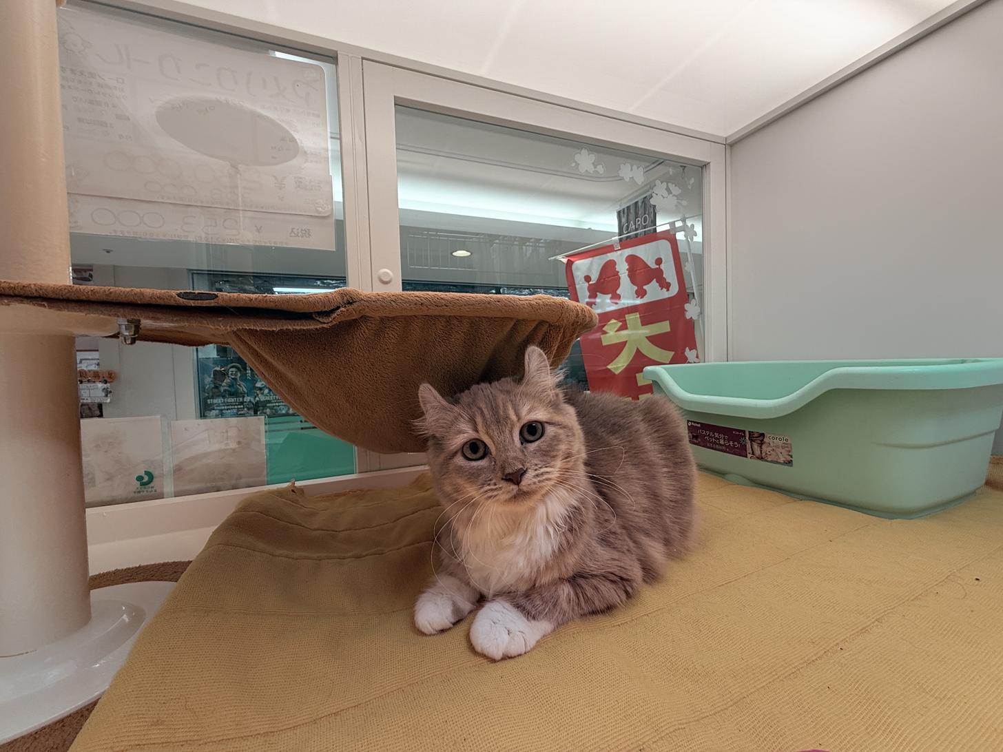 北海道のアメリカンカール (ペットフェイス大谷地店/2025年7月30日生まれ/女の子/ライラックタビーホワイト)の子猫の3枚目の画像