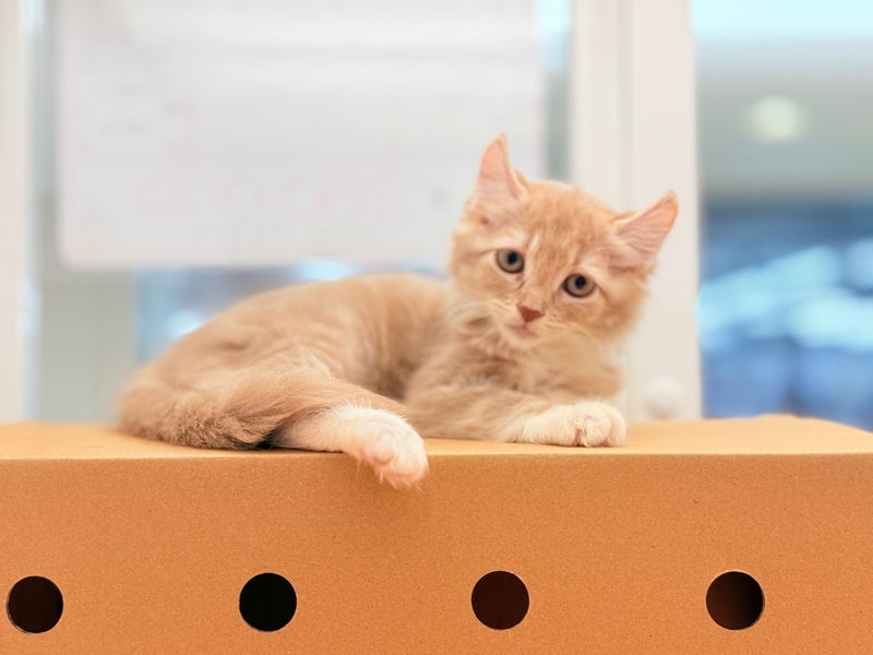 北海道のアメリカンカール (ペットフェイス大谷地店/2025年7月30日生まれ/女の子/ライラックタビーホワイト)の子猫の4枚目の画像