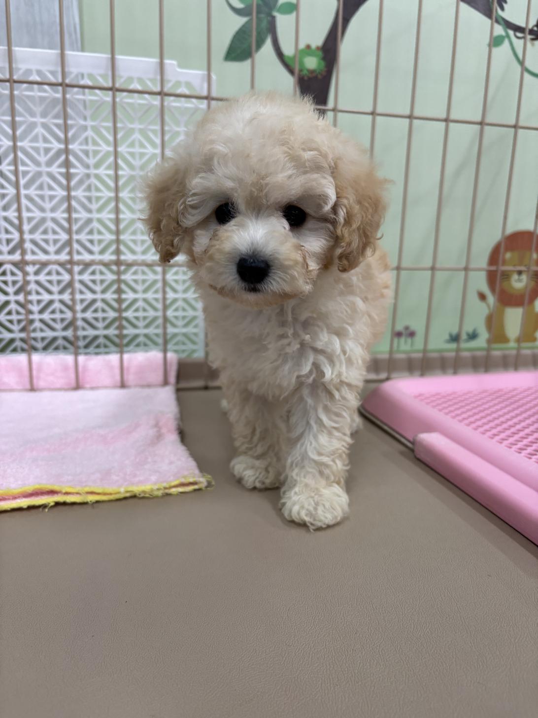 愛知県のタイニープードル (子いぬの足あと/2025年5月13日生まれ/女の子/クリーム)の子犬