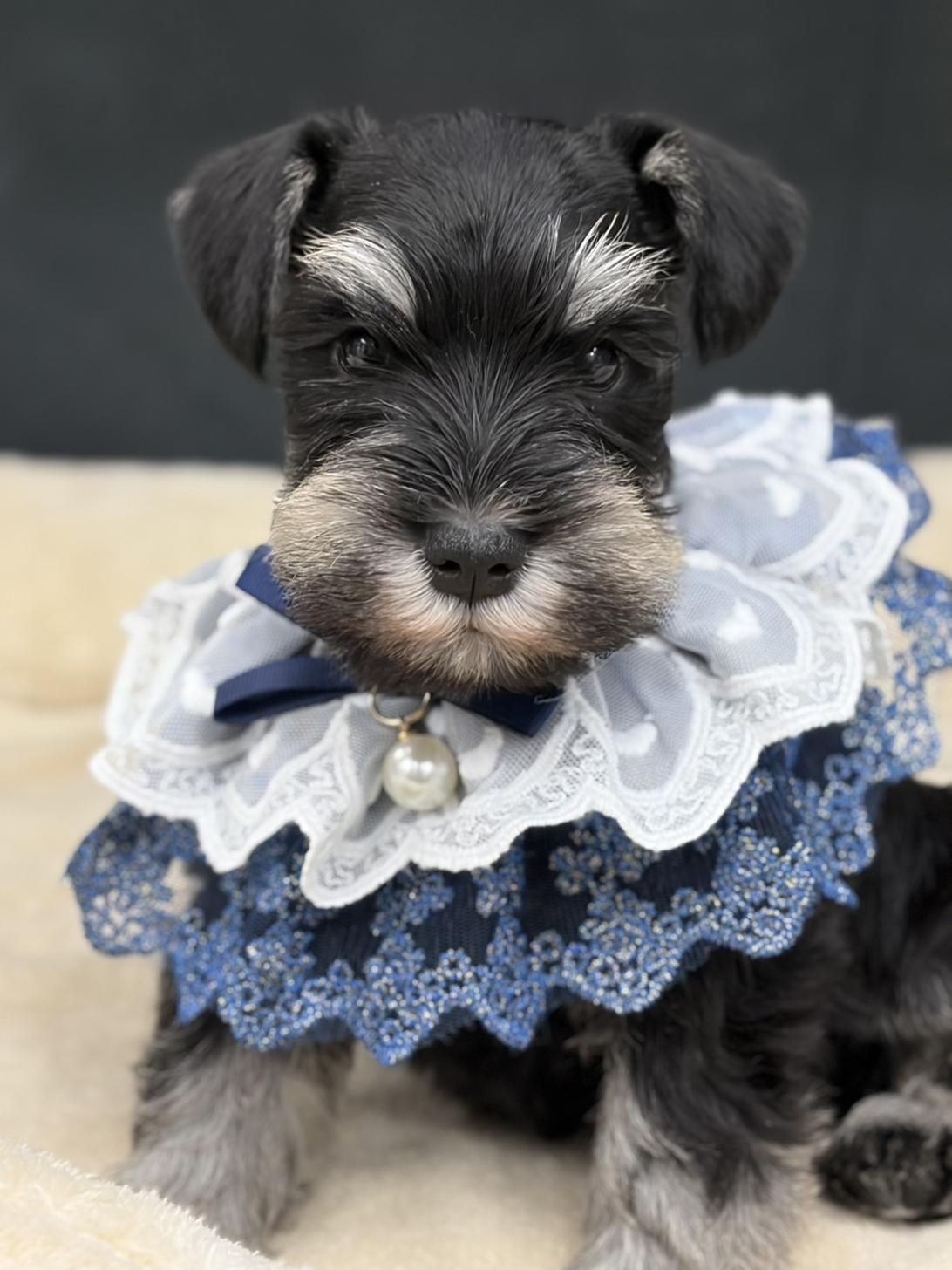 滋賀県のミニチュアシュナウザー (ナカニシケンネル/2025年12月6日生まれ/男の子/ブラックシルバー)の子犬