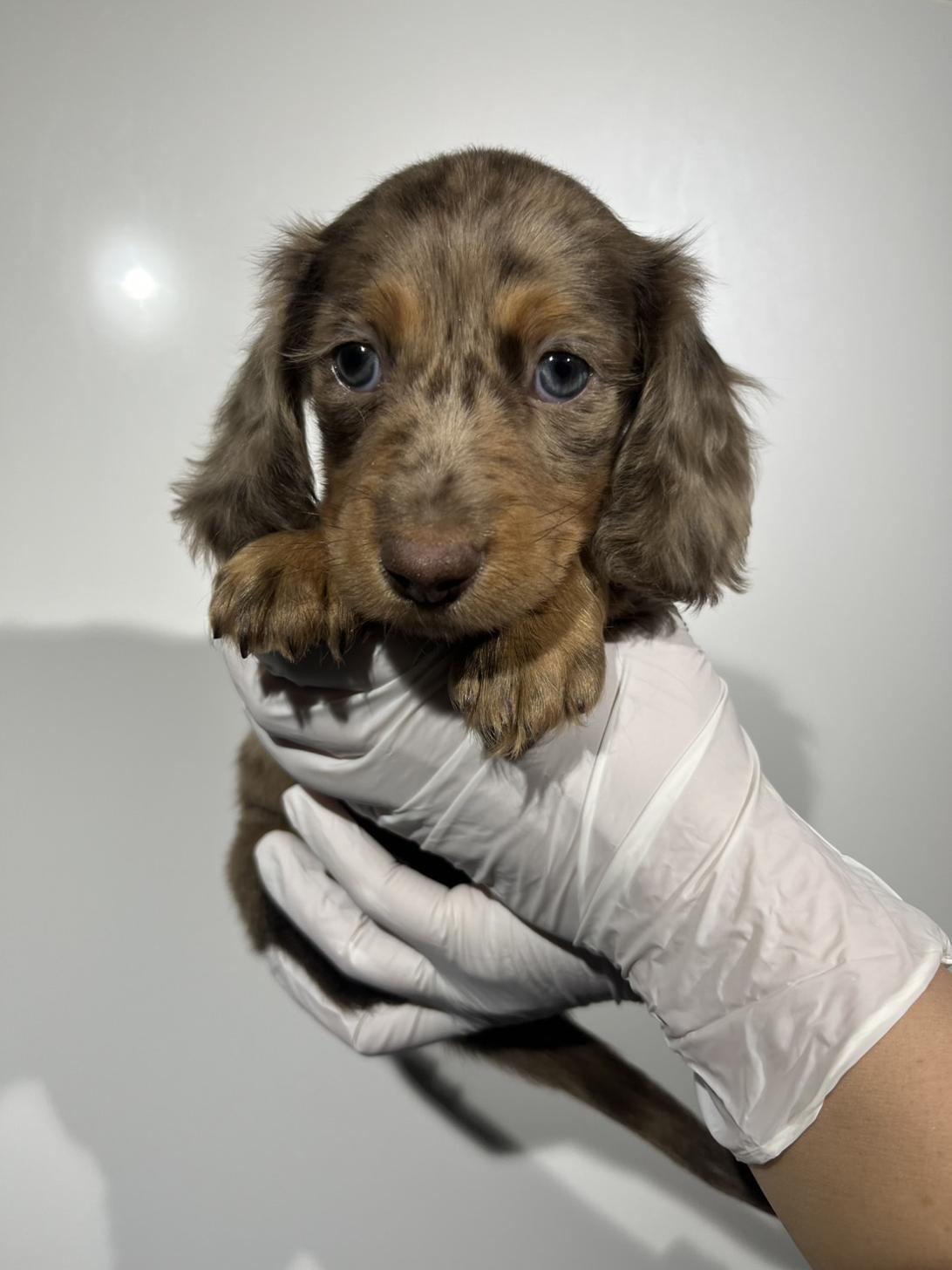 埼玉県のミニチュアダックスフンド(ロング) (ペッツスマイル南中野店/2025年11月28日生まれ/男の子/チョコレートダップル)の子犬の1枚目の画像