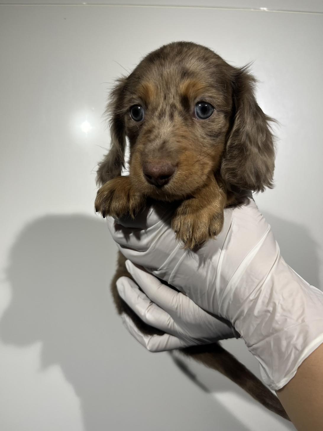 埼玉県のミニチュアダックスフンド(ロング) (ペッツスマイル南中野店/2025年11月28日生まれ/男の子/チョコレートダップル)の子犬の2枚目の画像