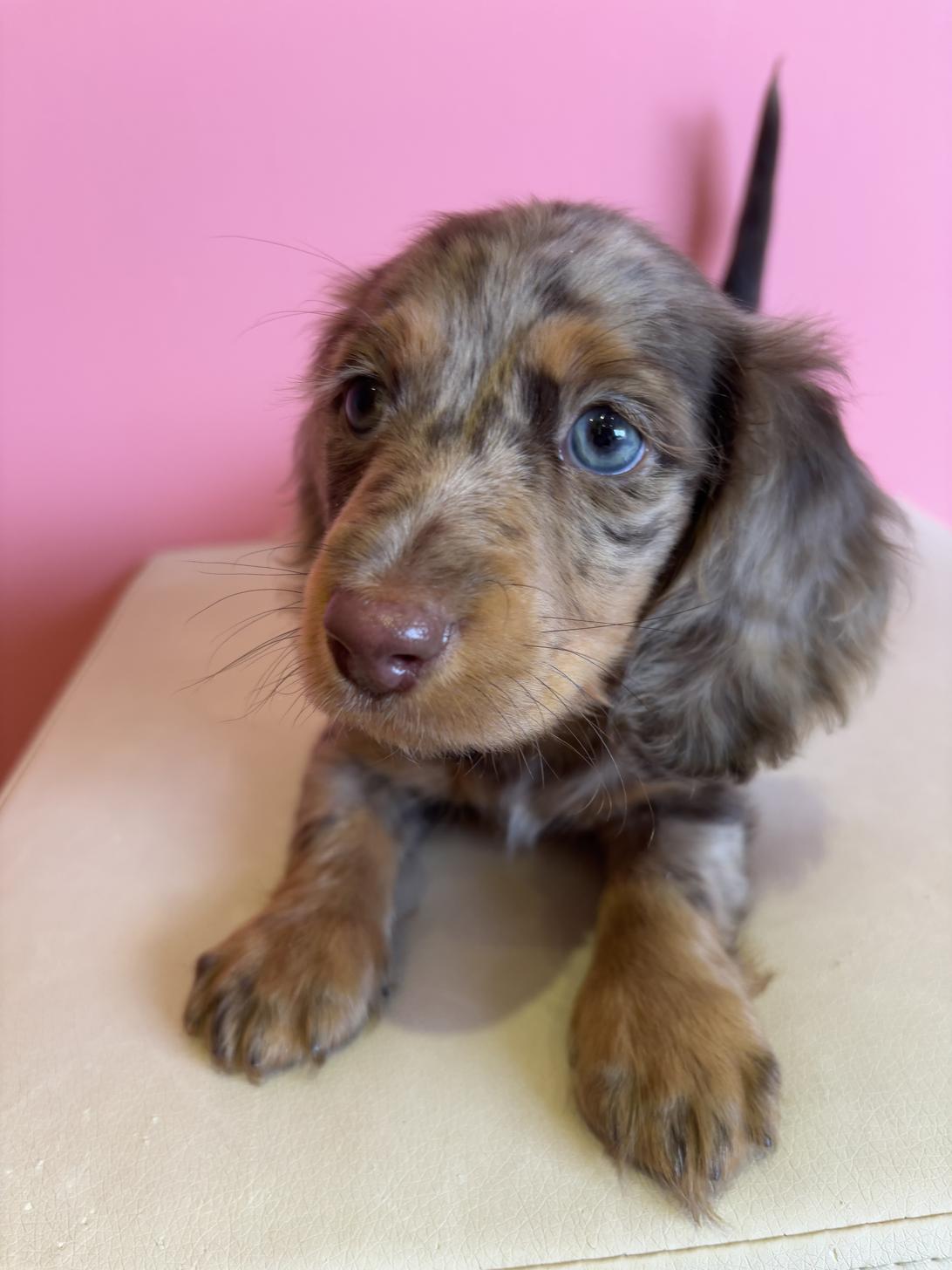 埼玉県のミニチュアダックスフンド(ロング) (ペッツスマイル南中野店/2025年11月28日生まれ/男の子/チョコレートダップル)の子犬の2枚目の画像