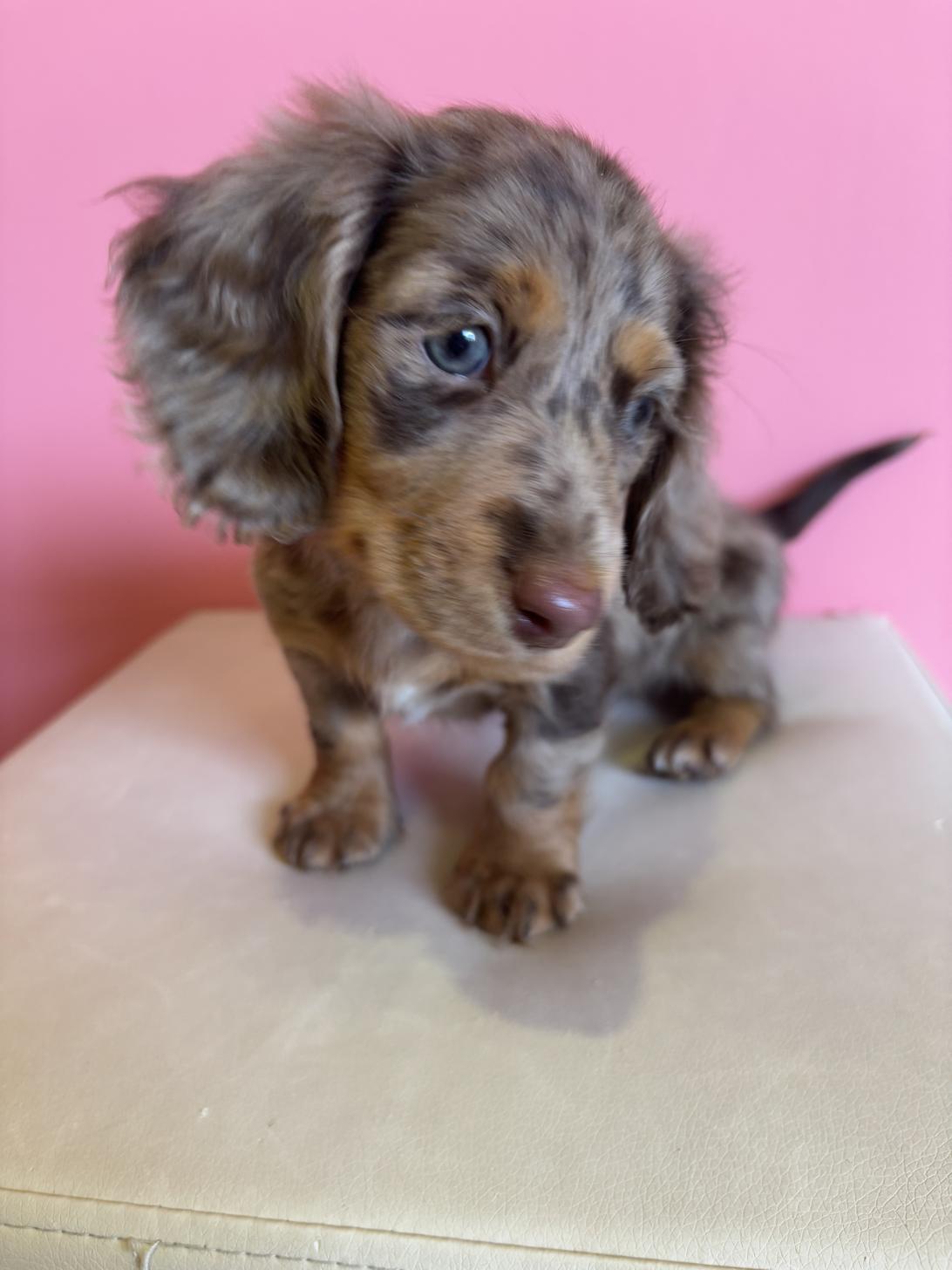 埼玉県のミニチュアダックスフンド(ロング) (ペッツスマイル南中野店/2025年11月28日生まれ/男の子/チョコレートダップル)の子犬の3枚目の画像