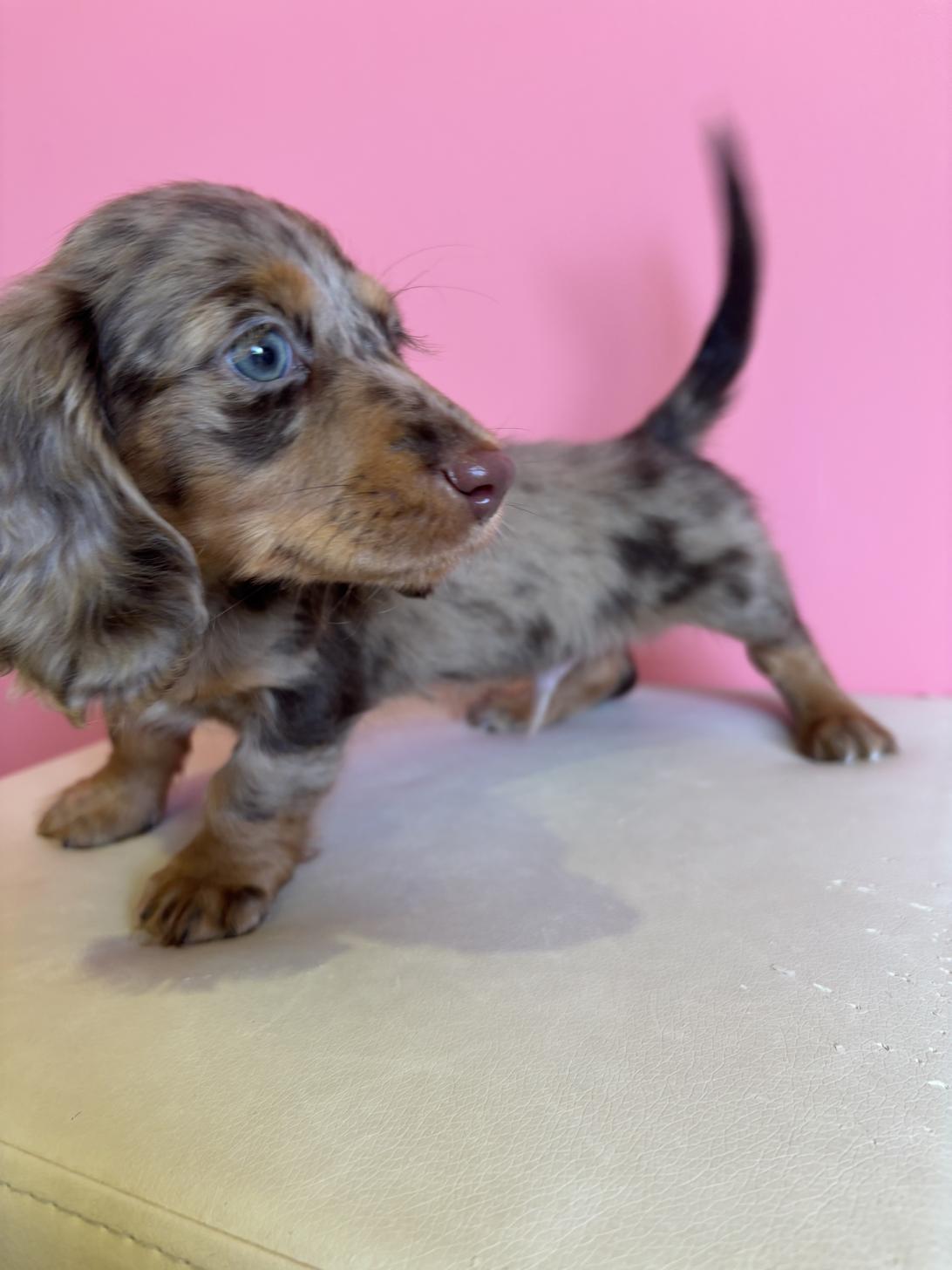 埼玉県のミニチュアダックスフンド(ロング) (ペッツスマイル南中野店/2025年11月28日生まれ/男の子/チョコレートダップル)の子犬の4枚目の画像