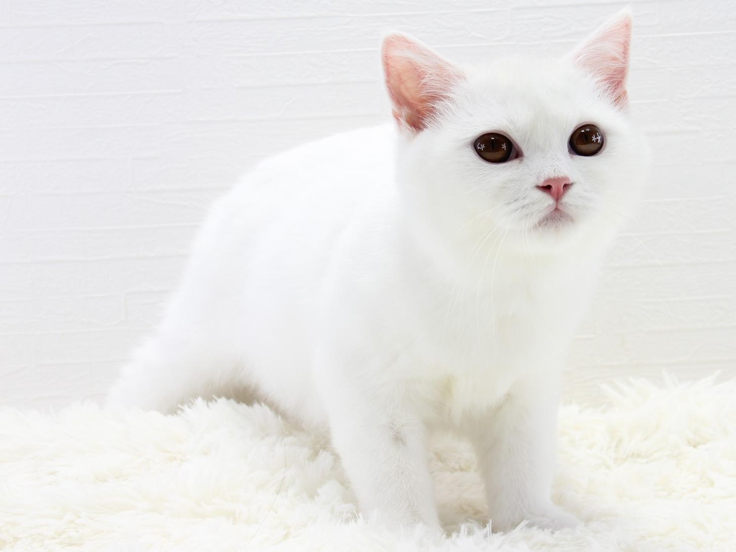 愛知県のスコティッシュフォールド (猫福家 名古屋南店/2026年4月4日生まれ/男の子/ホワイト)の子猫の3枚目の画像