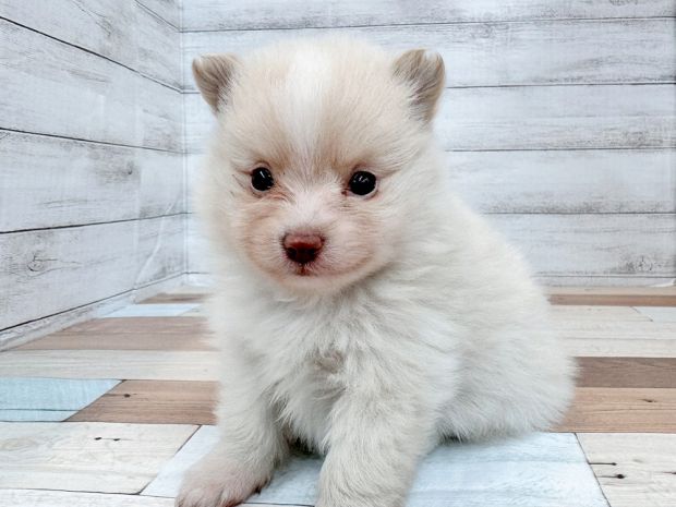 新潟県のポメラニアン (竹内ペット 新潟西店/2025年11月17日生まれ/男の子/クリーム)の子犬