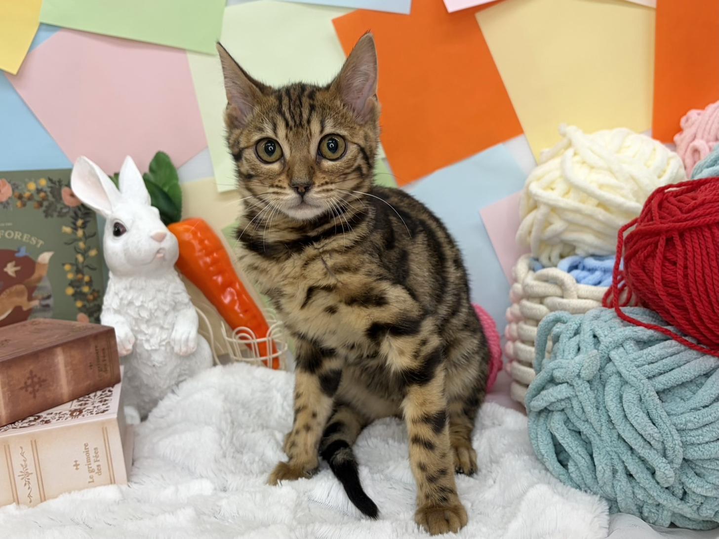 北海道のベンガル (ラブワンコ カインズ大曲店/2026年1月28日生まれ/女の子/ブラウンスポットタビー)の子猫