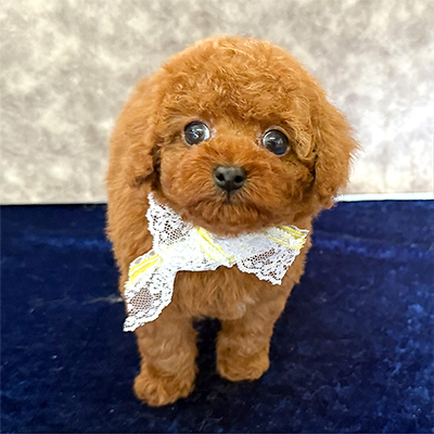 大阪府のトイプードル(タイニー) (ぱぴぷぺっと大阪店/2025年12月23日生まれ/男の子/レッド)の子犬の1枚目の画像