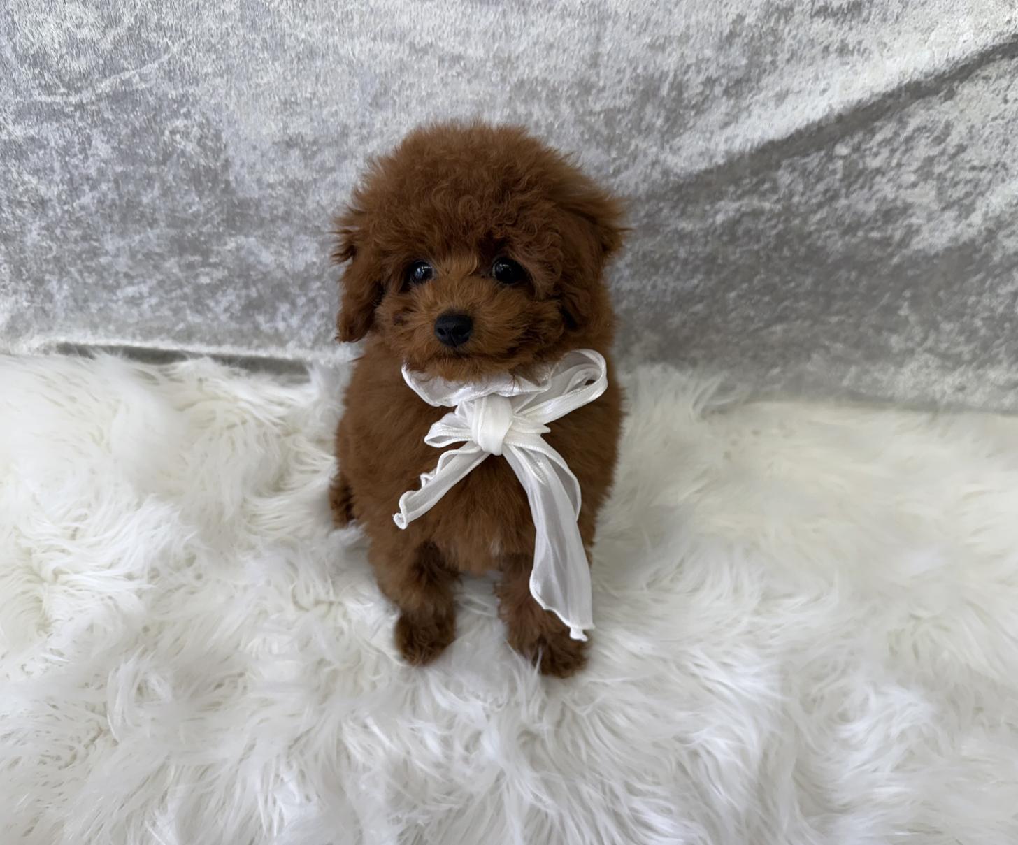 大阪府のトイプードル(タイニー) (ぱぴぷぺっと大阪店/2025年12月23日生まれ/男の子/レッド)の子犬