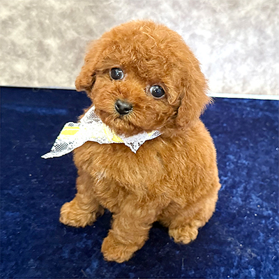 大阪府のトイプードル(タイニー) (ぱぴぷぺっと大阪店/2025年12月23日生まれ/男の子/レッド)の子犬の2枚目の画像