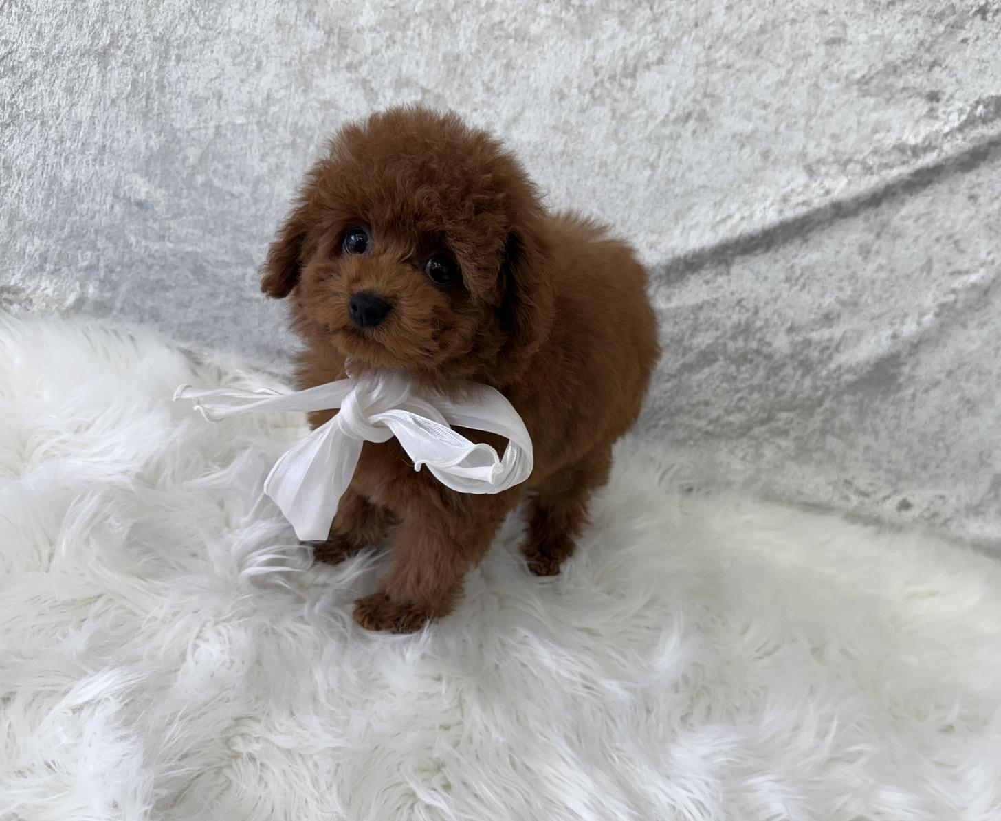 大阪府のトイプードル(タイニー) (ぱぴぷぺっと大阪店/2025年12月23日生まれ/男の子/レッド)の子犬の2枚目の画像