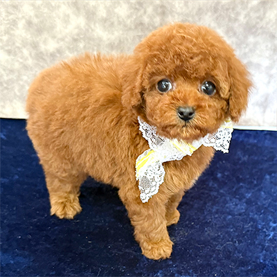 大阪府のトイプードル(タイニー) (ぱぴぷぺっと大阪店/2025年12月23日生まれ/男の子/レッド)の子犬の3枚目の画像