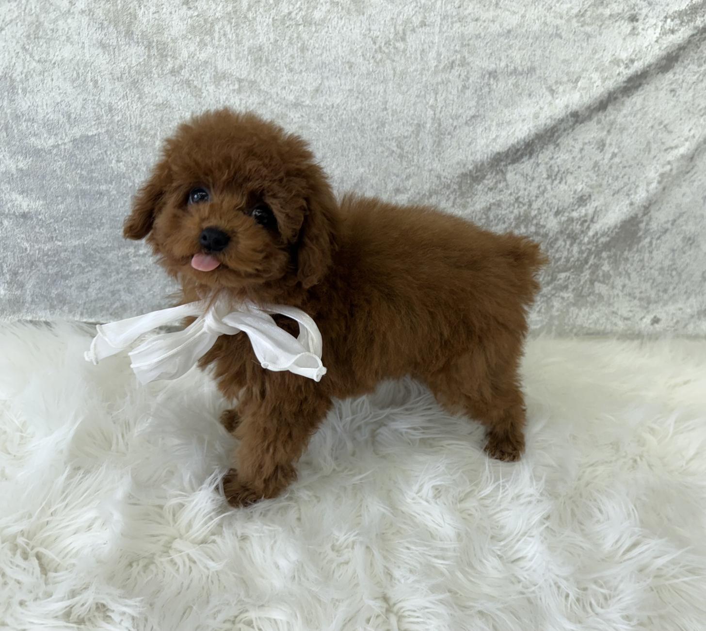大阪府のトイプードル(タイニー) (ぱぴぷぺっと大阪店/2025年12月23日生まれ/男の子/レッド)の子犬の3枚目の画像