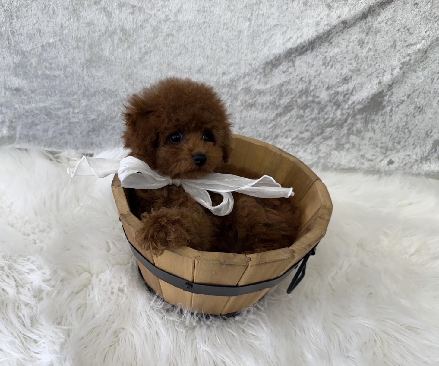 大阪府のトイプードル(タイニー) (ぱぴぷぺっと大阪店/2025年12月23日生まれ/男の子/レッド)の子犬の4枚目の画像