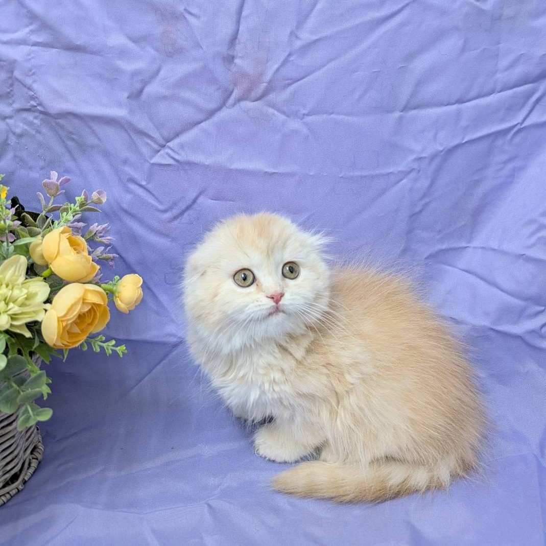 兵庫県のスコティッシュフォールド (フクエイペット/2026年1月6日生まれ/女の子/レッドタビー)の子猫