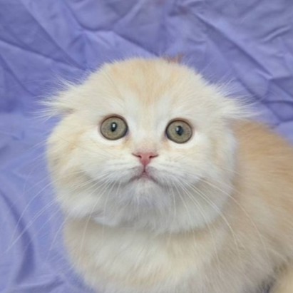 兵庫県のスコティッシュフォールド (フクエイペット/2026年1月6日生まれ/女の子/レッドタビー)の子猫の1枚目の画像