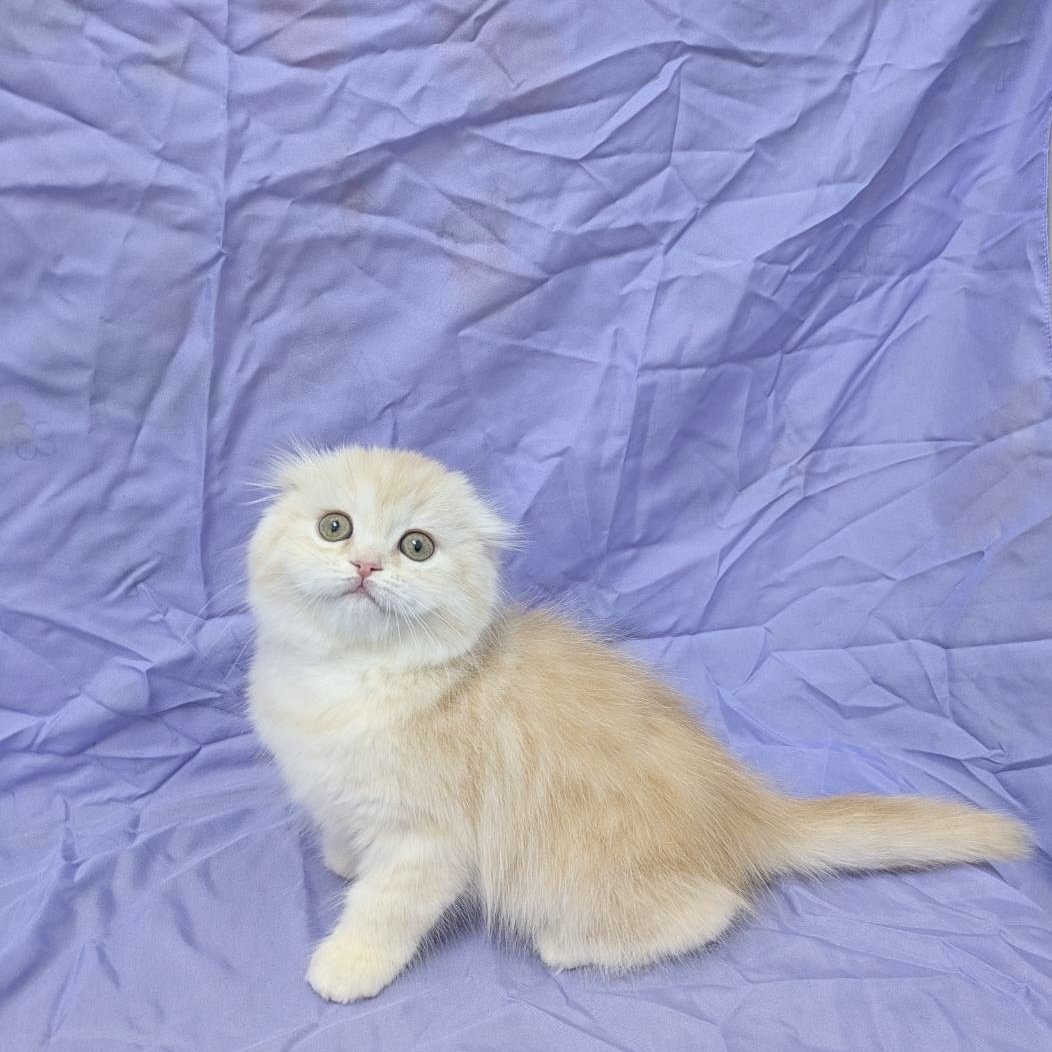 兵庫県のスコティッシュフォールド (フクエイペット/2026年1月6日生まれ/女の子/レッドタビー)の子猫の2枚目の画像