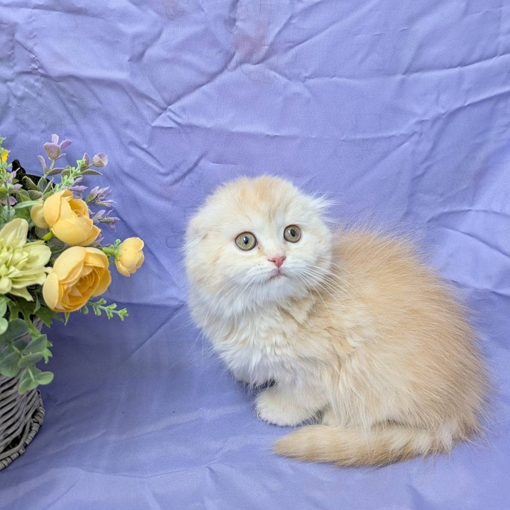 兵庫県のスコティッシュフォールド (フクエイペット/2026年1月6日生まれ/女の子/レッドタビー)の子猫の4枚目の画像