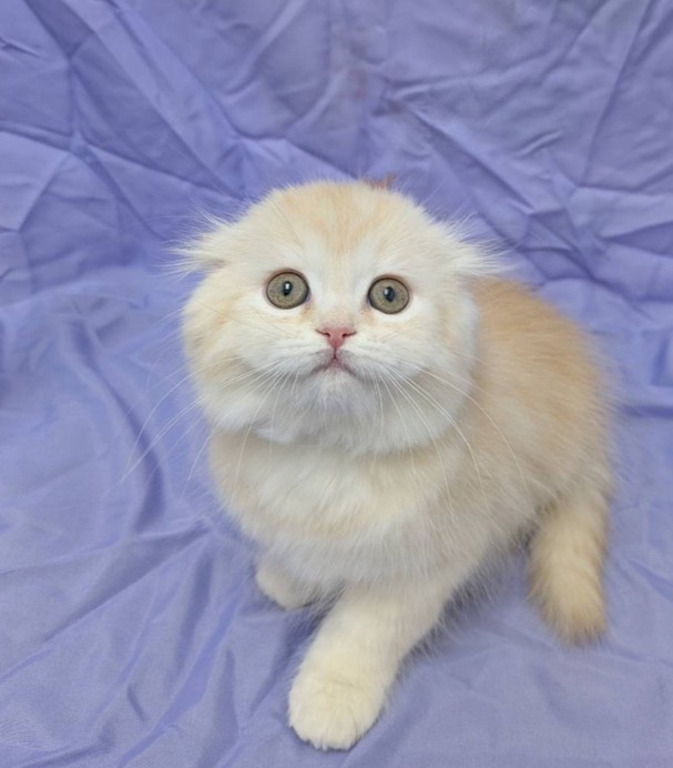 兵庫県のスコティッシュフォールド (フクエイペット/2026年1月6日生まれ/女の子/レッドタビー)の子猫の4枚目の画像