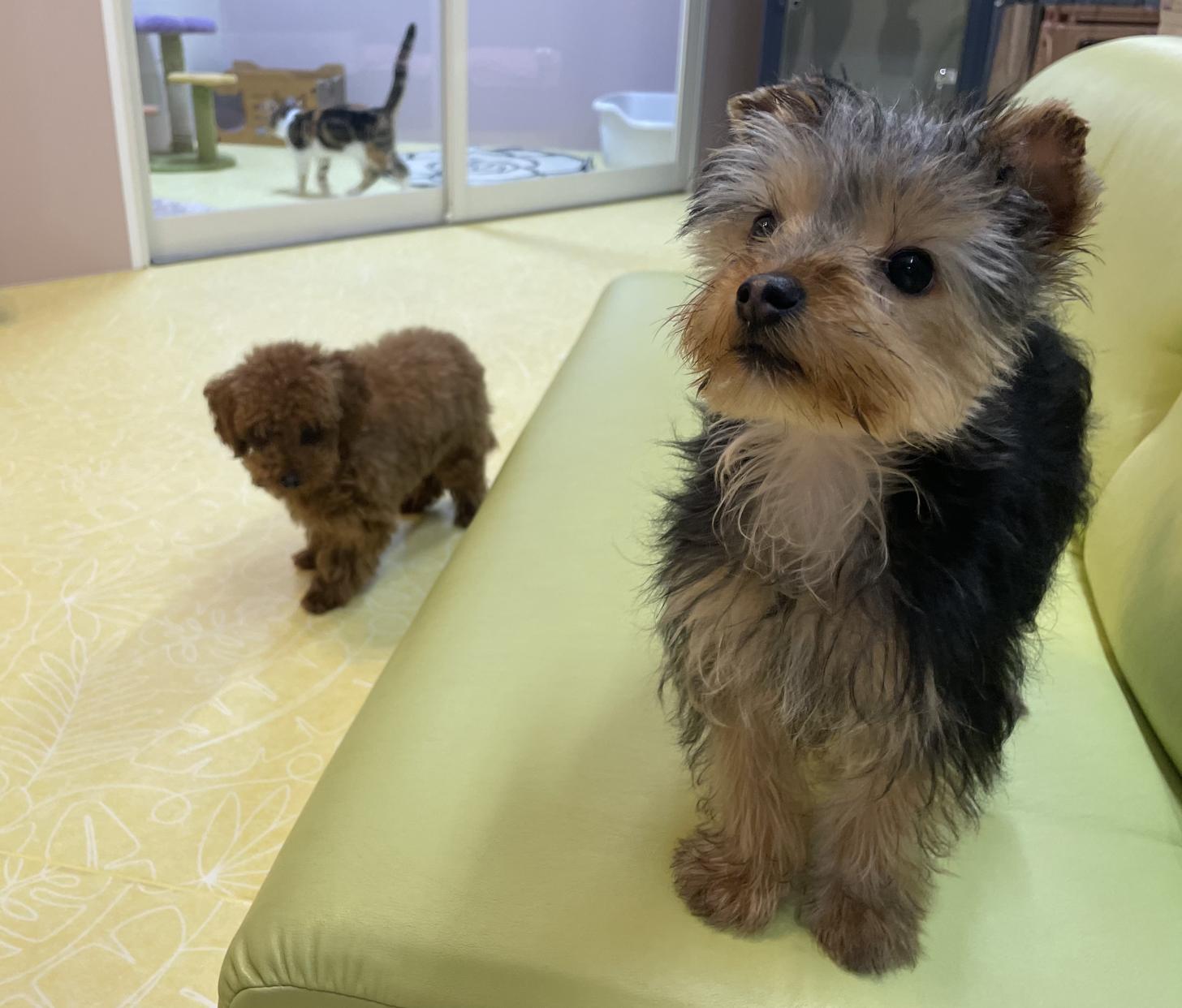 神奈川県のヨークシャーテリア (Puppyカフェ/2025年2月1日生まれ/男の子/スチールブルータン)の子犬