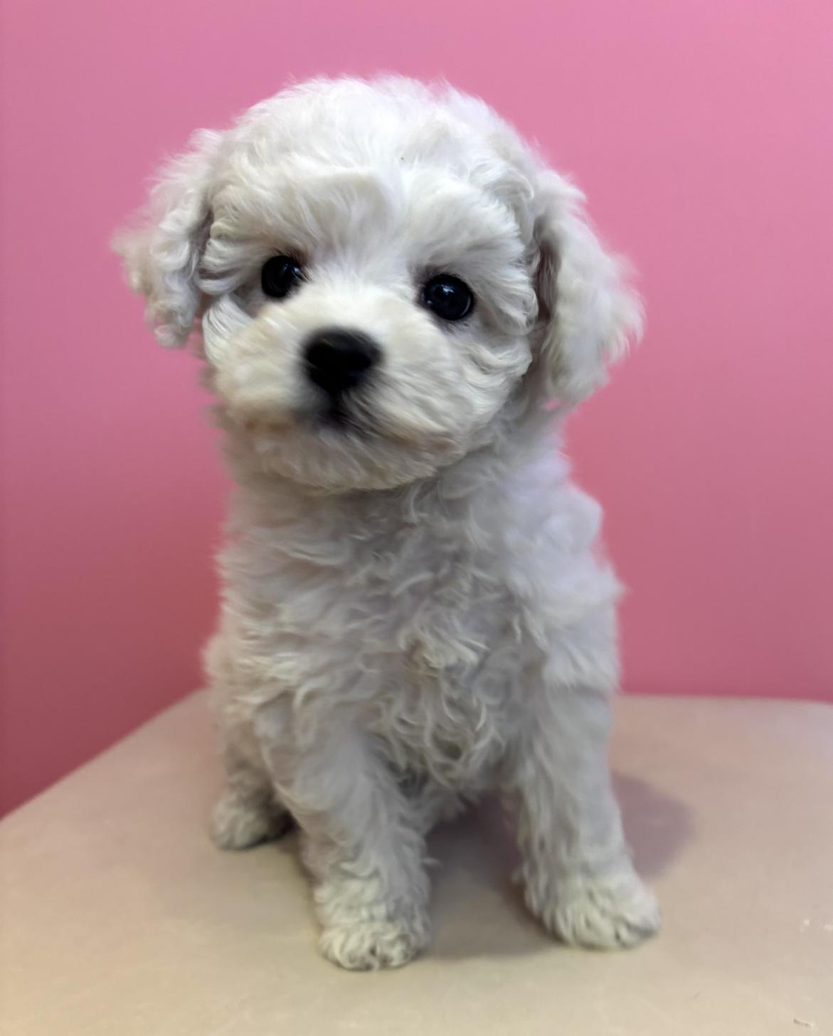 埼玉県のビションフリーゼ (ペッツスマイル南中野店/2025年11月17日生まれ/男の子/ホワイト)の子犬の1枚目の画像