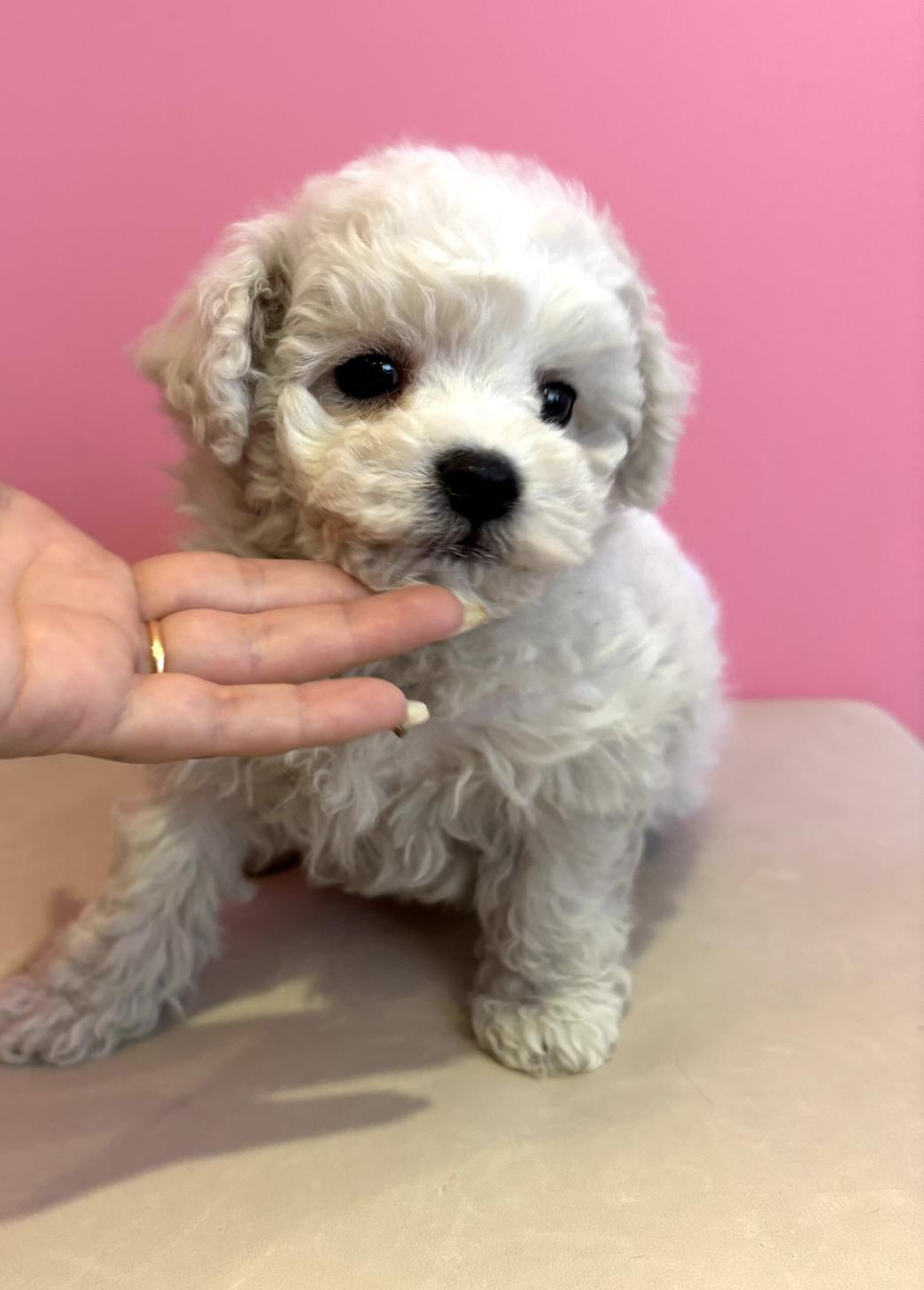 埼玉県のビションフリーゼ (ペッツスマイル南中野店/2025年11月17日生まれ/男の子/ホワイト)の子犬の2枚目の画像