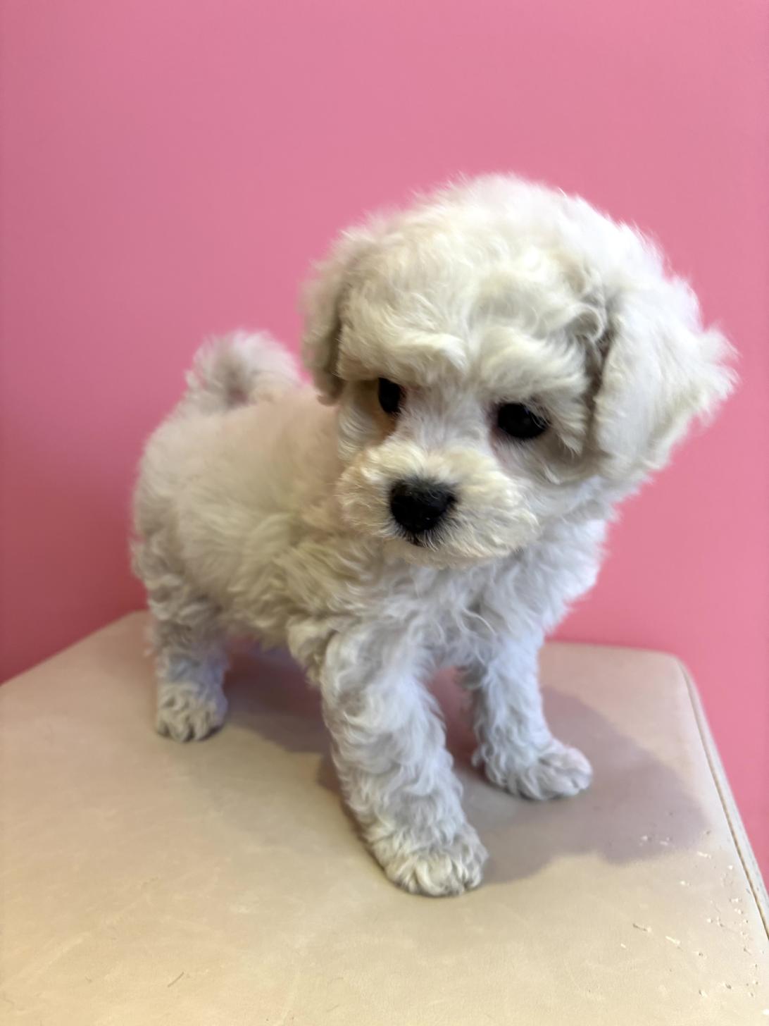 埼玉県のビションフリーゼ (ペッツスマイル南中野店/2025年11月17日生まれ/男の子/ホワイト)の子犬の3枚目の画像