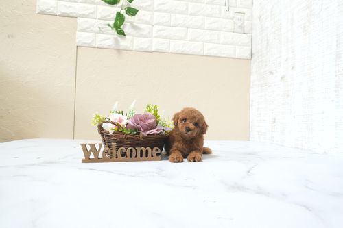 滋賀県のトイプードル(タイニー) (いっぷく湖南店/2025年12月7日生まれ/男の子/レッドフォーン)の子犬の1枚目の画像