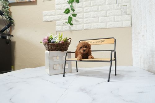 滋賀県のトイプードル(タイニー) (いっぷく湖南店/2025年12月7日生まれ/男の子/レッドフォーン)の子犬の2枚目の画像