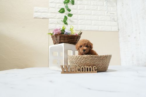 滋賀県のトイプードル(タイニー) (いっぷく湖南店/2025年12月7日生まれ/男の子/レッドフォーン)の子犬の3枚目の画像