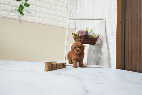 滋賀県のトイプードル(タイニー) (いっぷく湖南店/2025年12月7日生まれ/男の子/レッドフォーン)の子犬の4枚目の画像