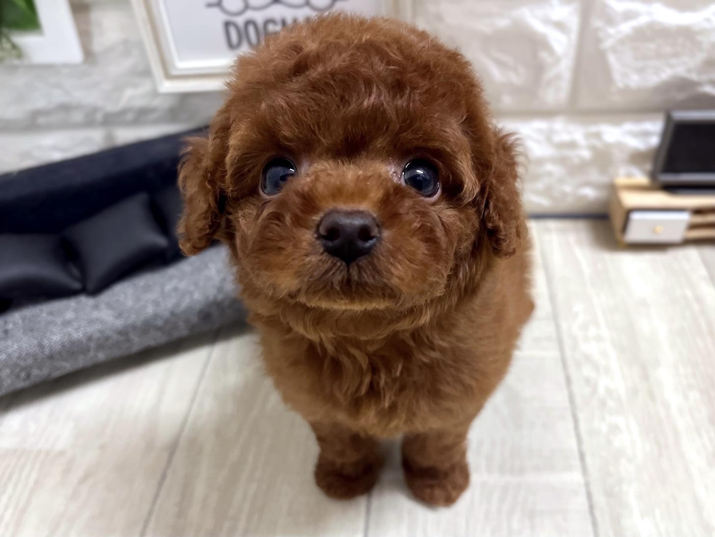 大阪府のトイプードル(タイニー) (DOGMAN平野瓜破店/2026年5月5日生まれ/男の子/レッドフォーン)の子犬の1枚目の画像