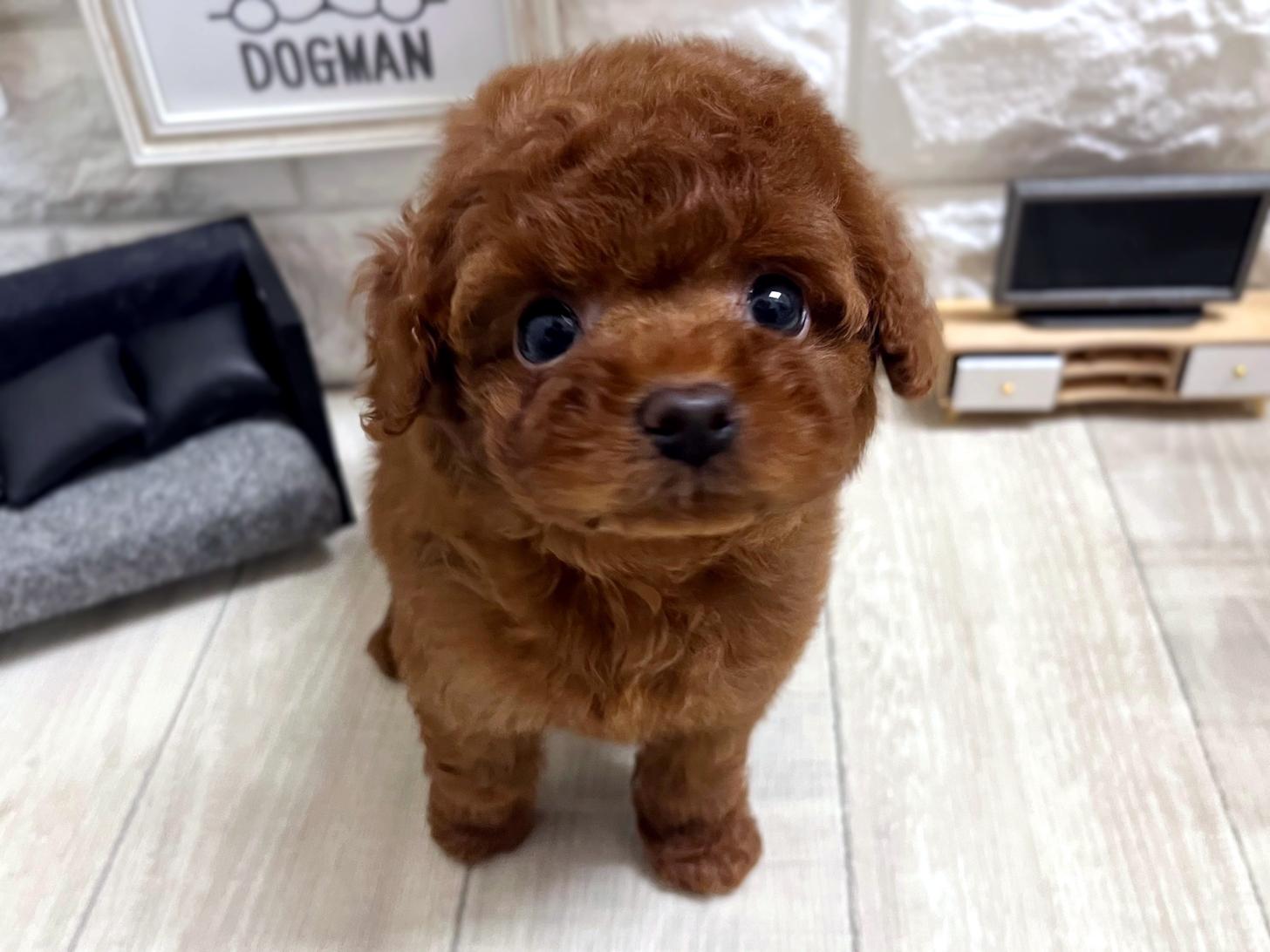 大阪府のトイプードル(タイニー) (DOGMAN平野瓜破店/2026年5月5日生まれ/男の子/レッドフォーン)の子犬の2枚目の画像