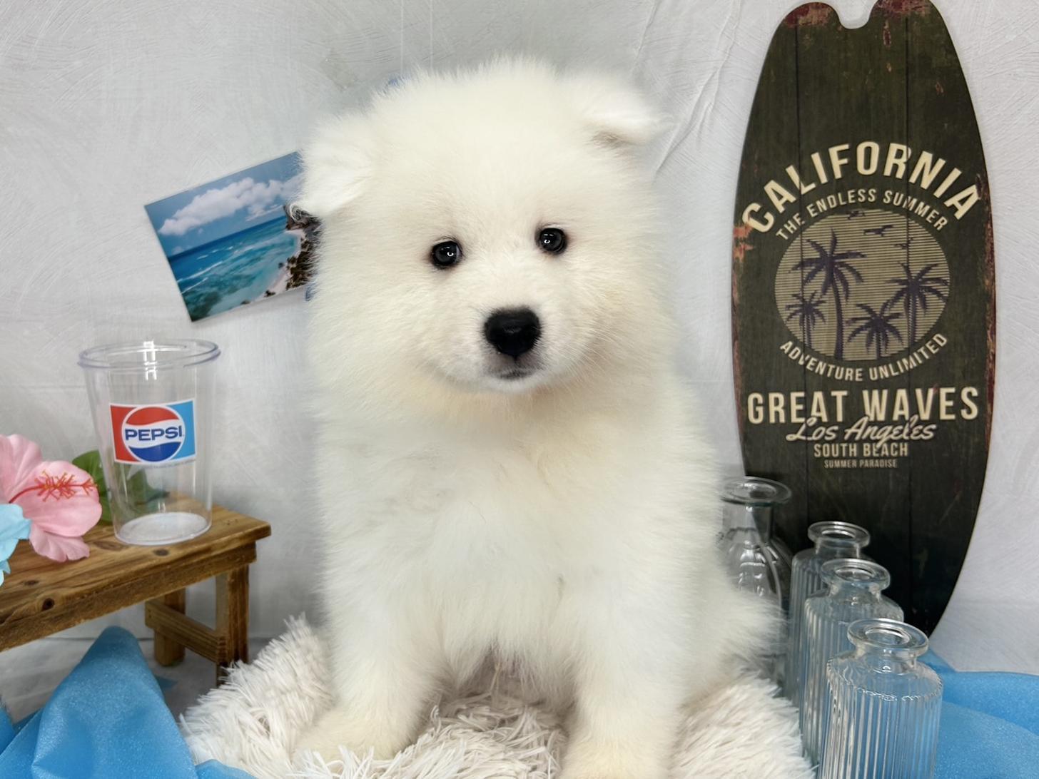 北海道のサモエド (ラブワンコ カインズ大曲店/2026年4月26日生まれ/男の子/ホワイト)の子犬の1枚目の画像