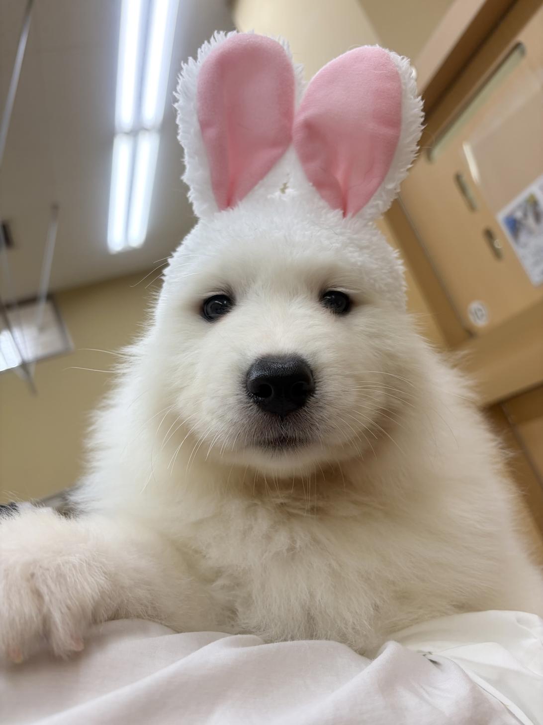 北海道のサモエド (ラブワンコ カインズ大曲店/2026年4月26日生まれ/男の子/ホワイト)の子犬の2枚目の画像